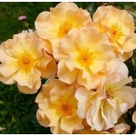 Amber Sun (Амбер Сан)